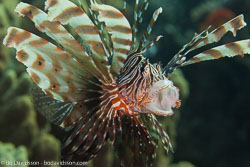 BD-121129-Aqaba-7750-Pterois-miles-(Bennett.-1828)-[Devil-firefish.-Drakfisk].jpg